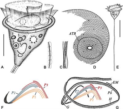 Taxonomy and phylogeny of Pseudovorticella ciliates (Ciliophora, Peritrichia): Two new and one rare species from the coastal waters of China